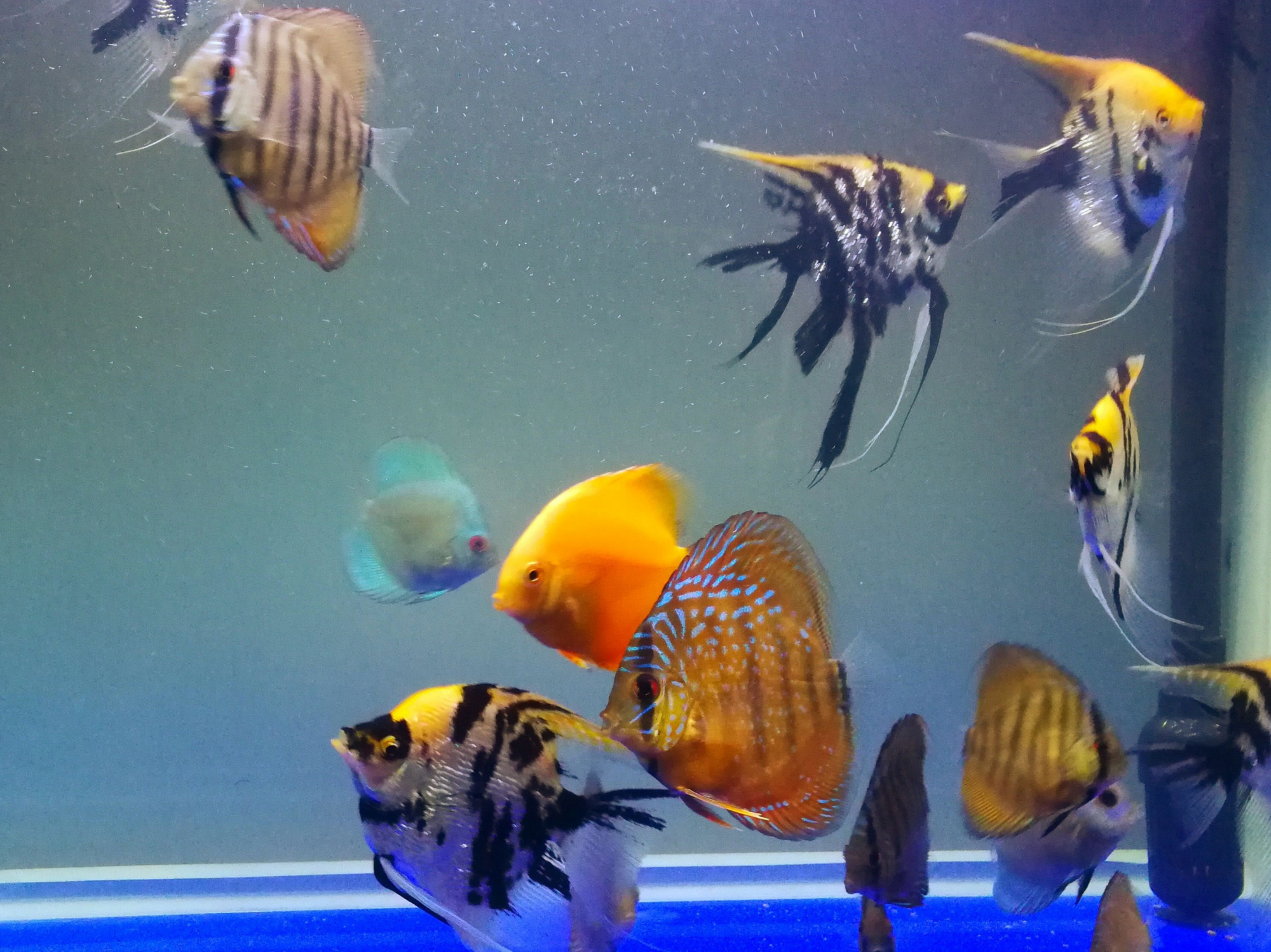 七彩神仙鱼的混养,选选你认为最适合跟七彩神仙鱼混养的观赏鱼