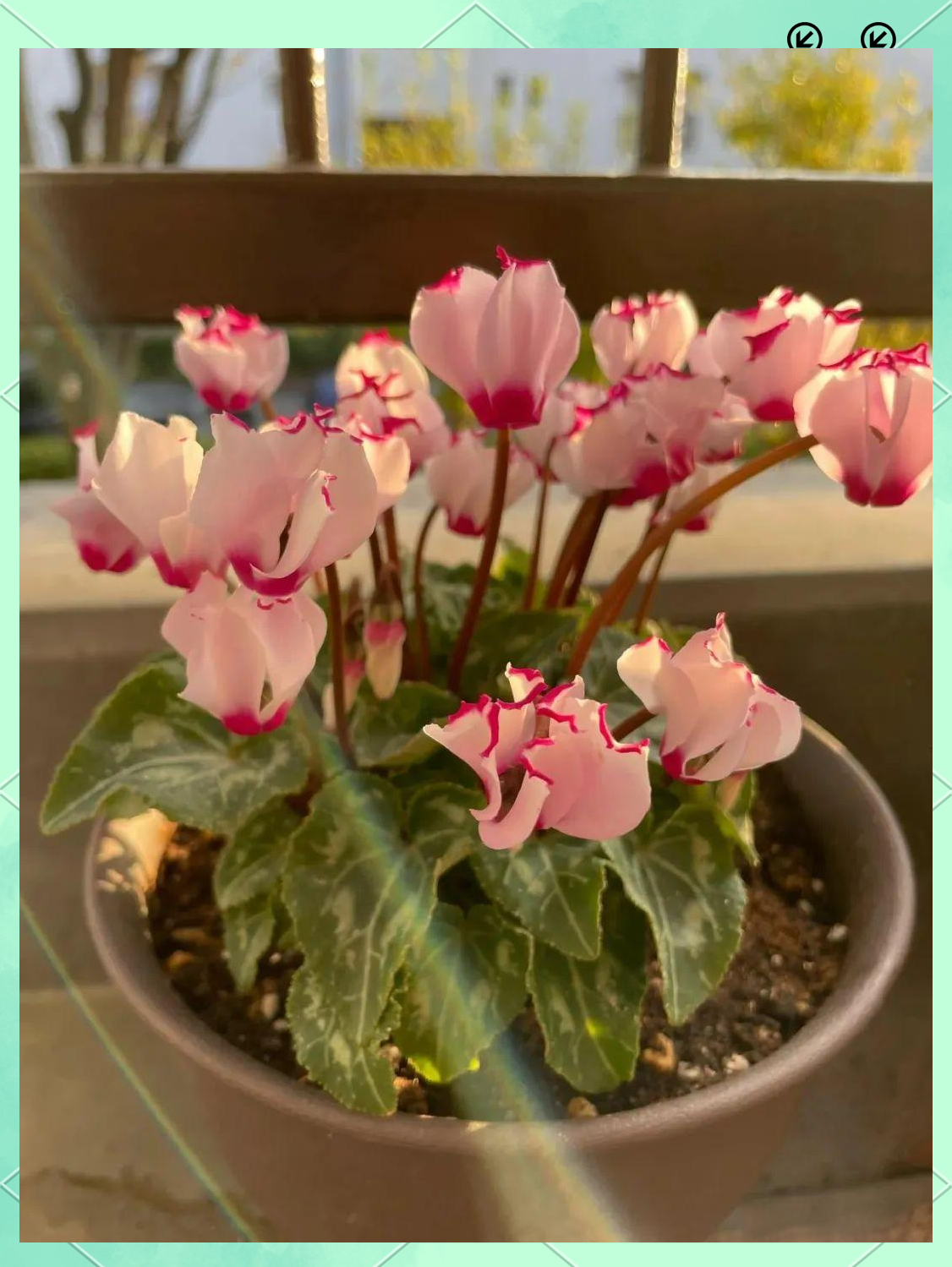 多种"高冷花"在冬日里绽放更显艳丽