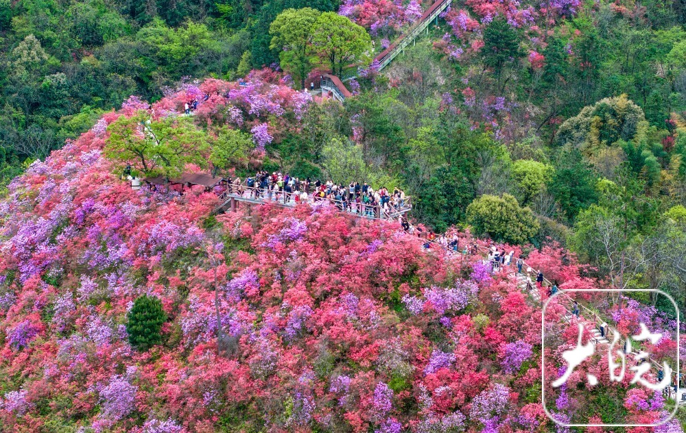 岳西:高山杜鹃红 游客闻香来