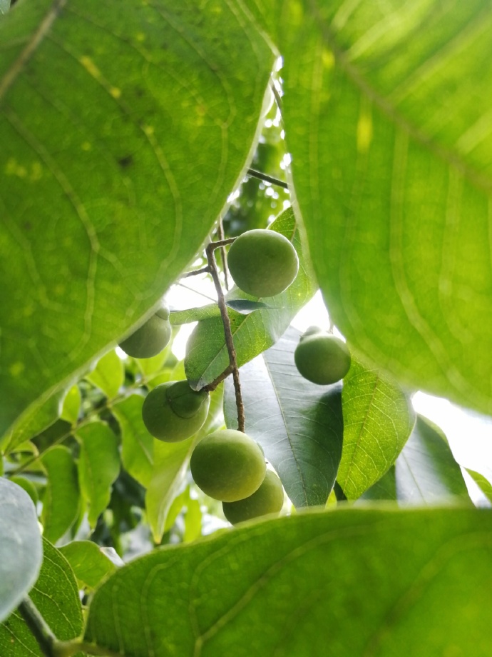 另外按宋人庄绰说,浙中皂荚树不多,用的"肥珠子"其实比皂荚质量好.