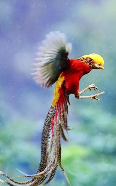 人间凤凰 红腹锦鸡