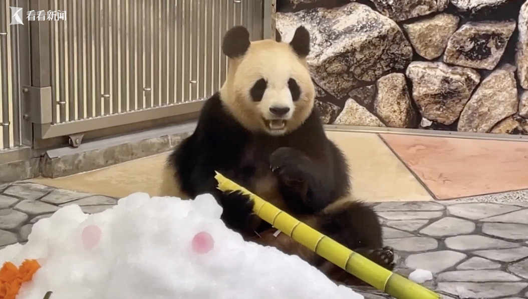 特别的康乃馨!大熊猫"良滨"收到母亲节礼物