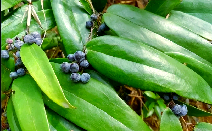 金刚藤:多功能植物,根可酿酒泡茶,治疗多种疾病,叶子可食用,具有丰富
