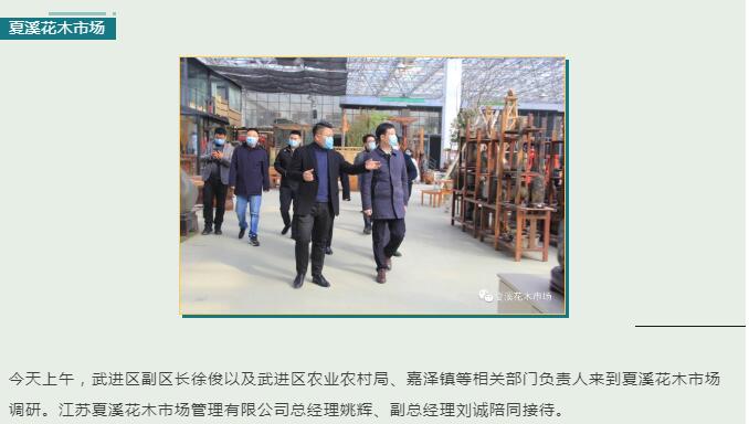 市场动态—武进区副区长徐俊调研夏溪花木市场