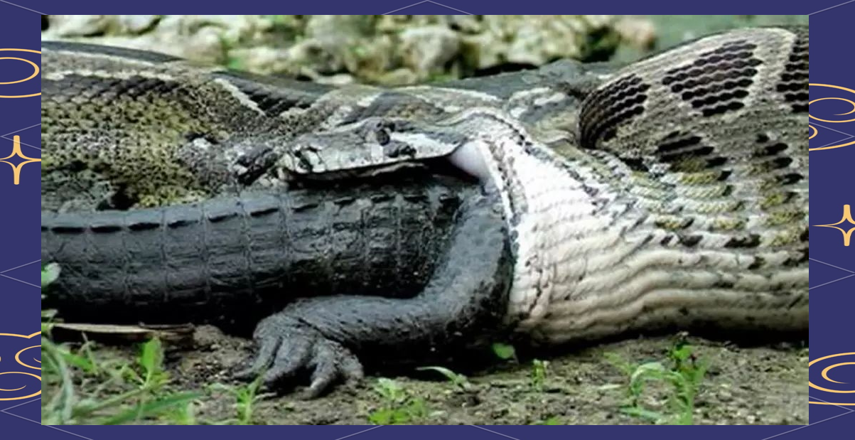 缅甸蟒:世界上体型庞大的蛇类之一