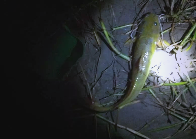 贵州角角鱼:美味诱惑与钓食乐趣的完美结合