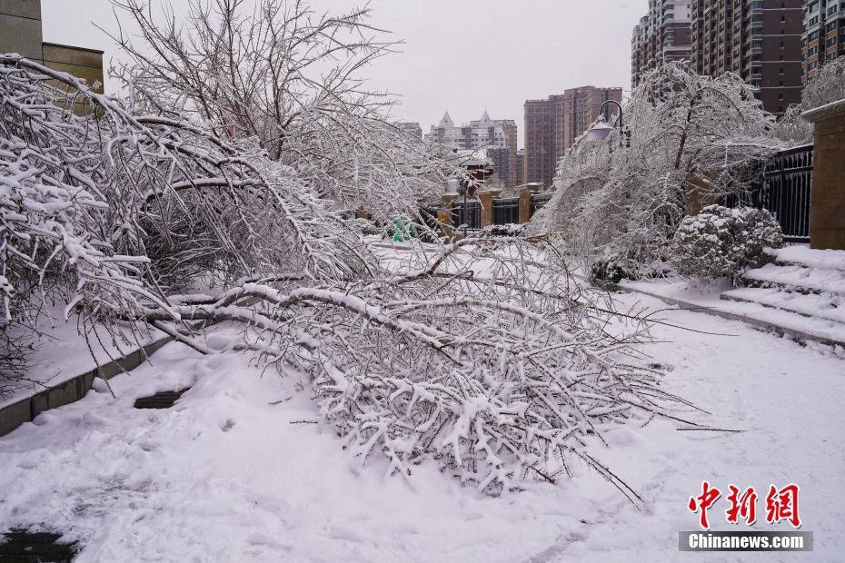 「图览」寒潮来袭 哈尔滨冻雨形成冰挂景观