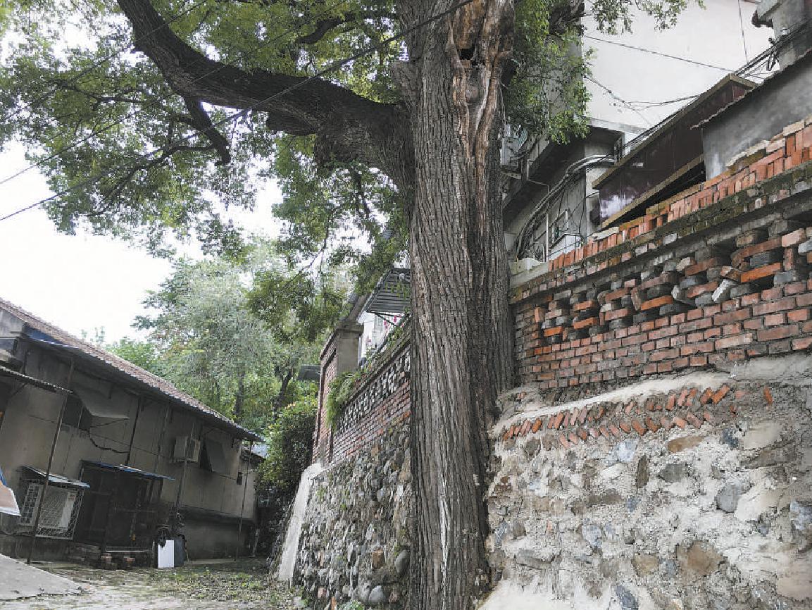 堪憂!樹幹上砌牆,樹根旁建房,北京多棵百歲古樹瀕臨死亡