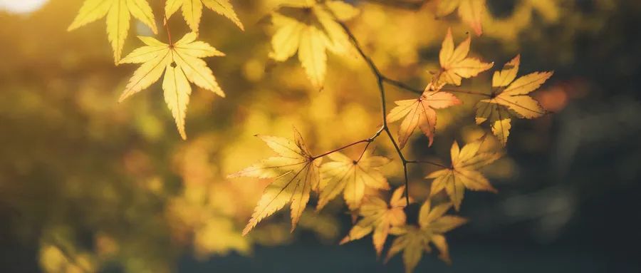 孙晓娟:东习,东习,我的村——一位驻村第一书记的真情告白