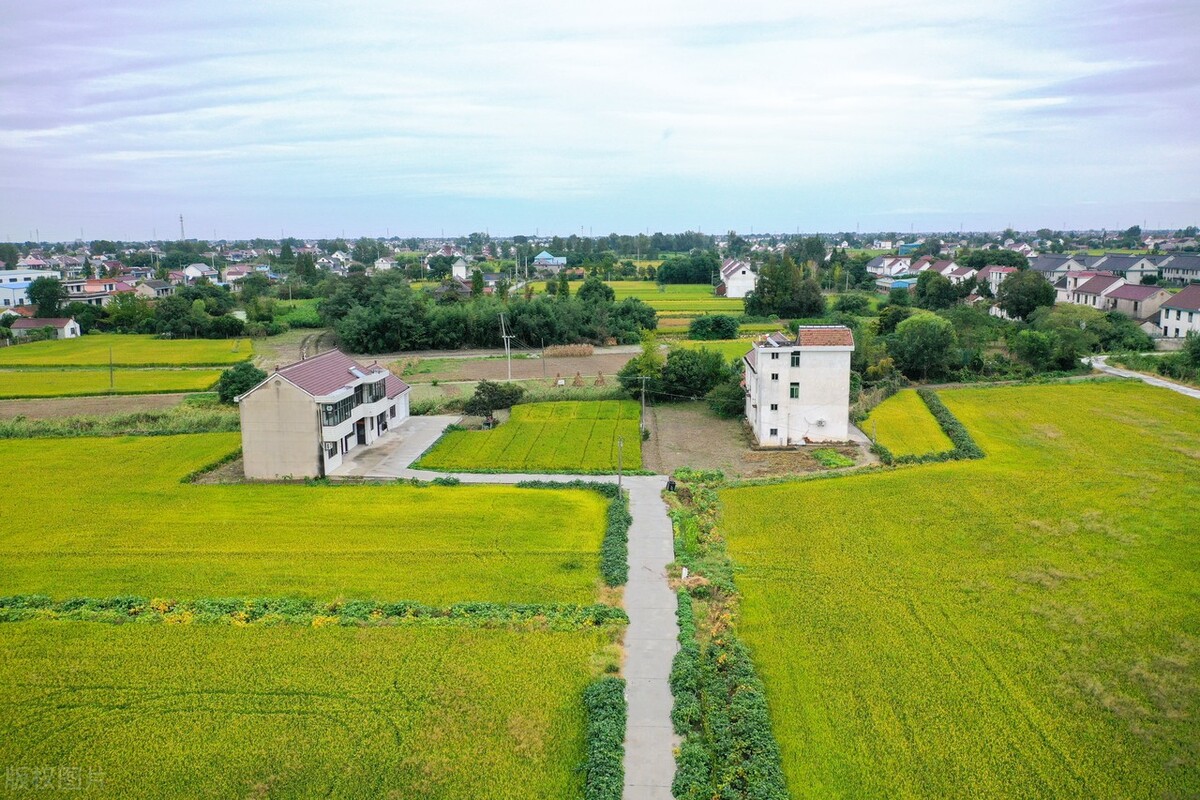 在江苏省如皋市的东陈镇山河社区,寒露时节的水稻陆续成熟