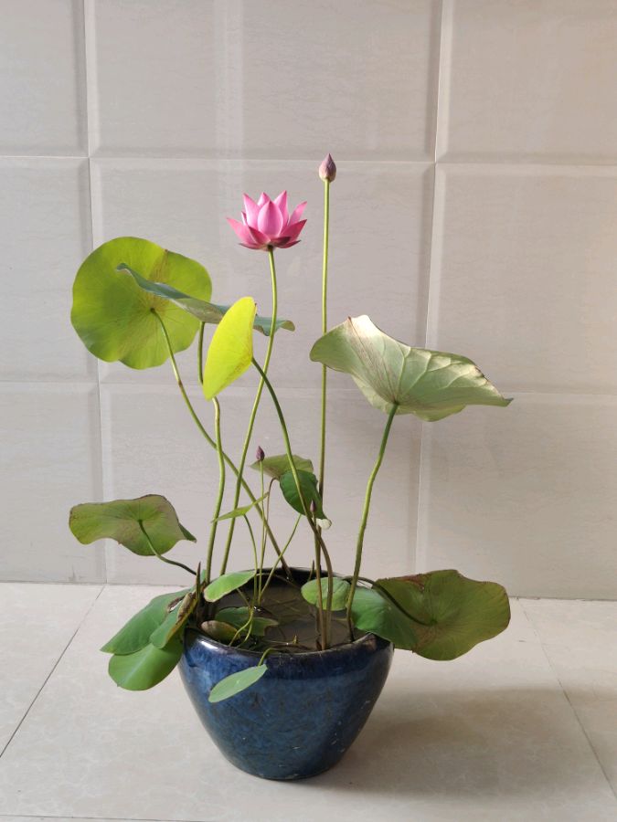 微型荷花"初玖",养护简单,丰花勤花,花朵颜值高,阳台也能养