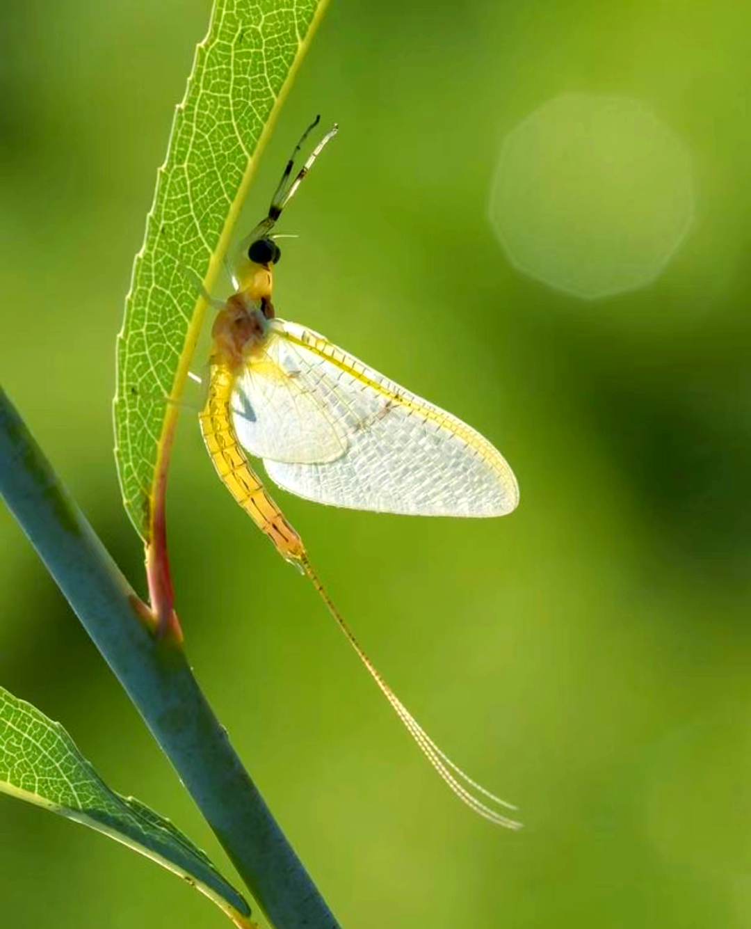 蜉蝣:古老而美丽的昆虫之旅