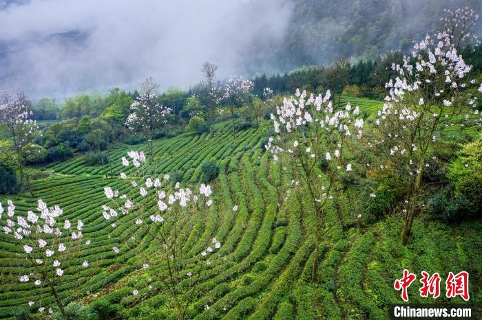 四川馬邊:彝茶飄香 小涼山高山茶開採