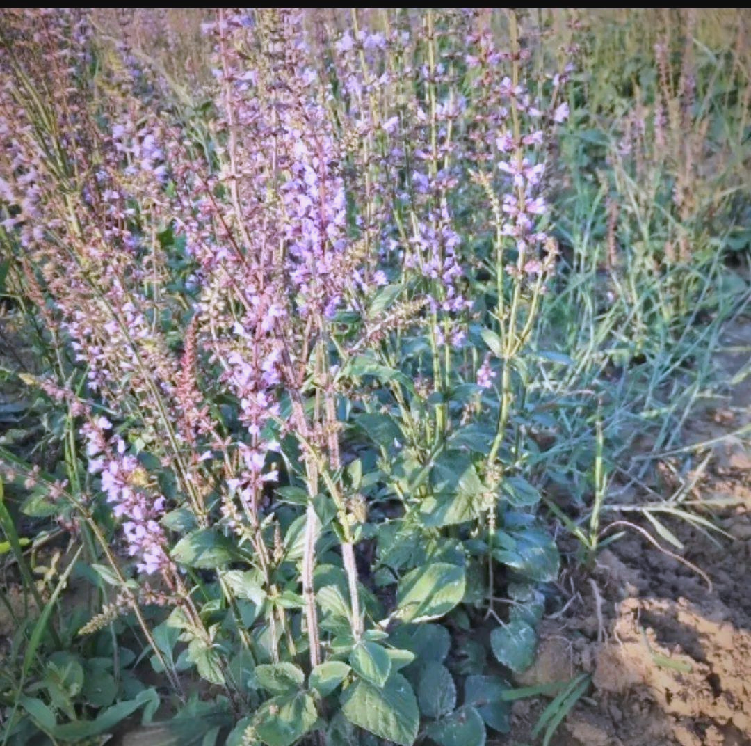 石见穿的医学应用与疗效探析