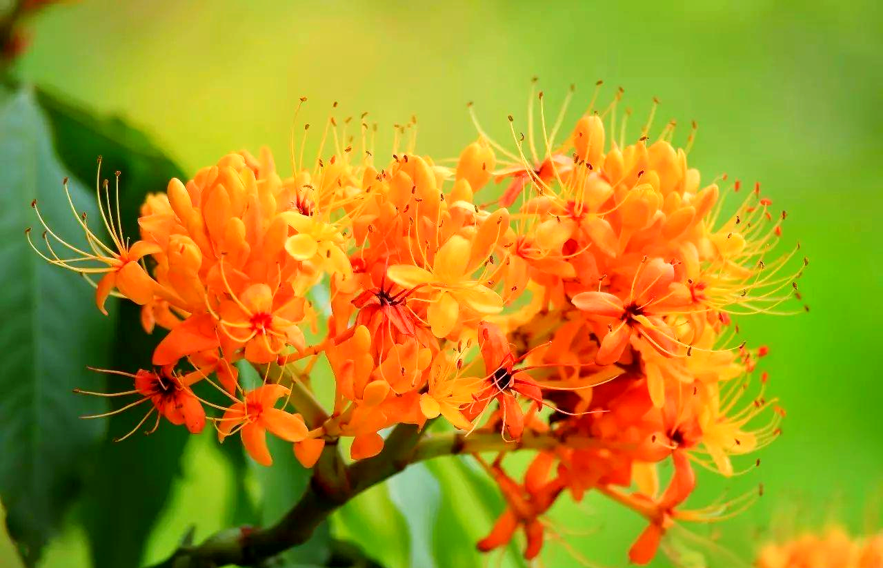 佛教圣树无忧花盛开,赏花时节正当时
