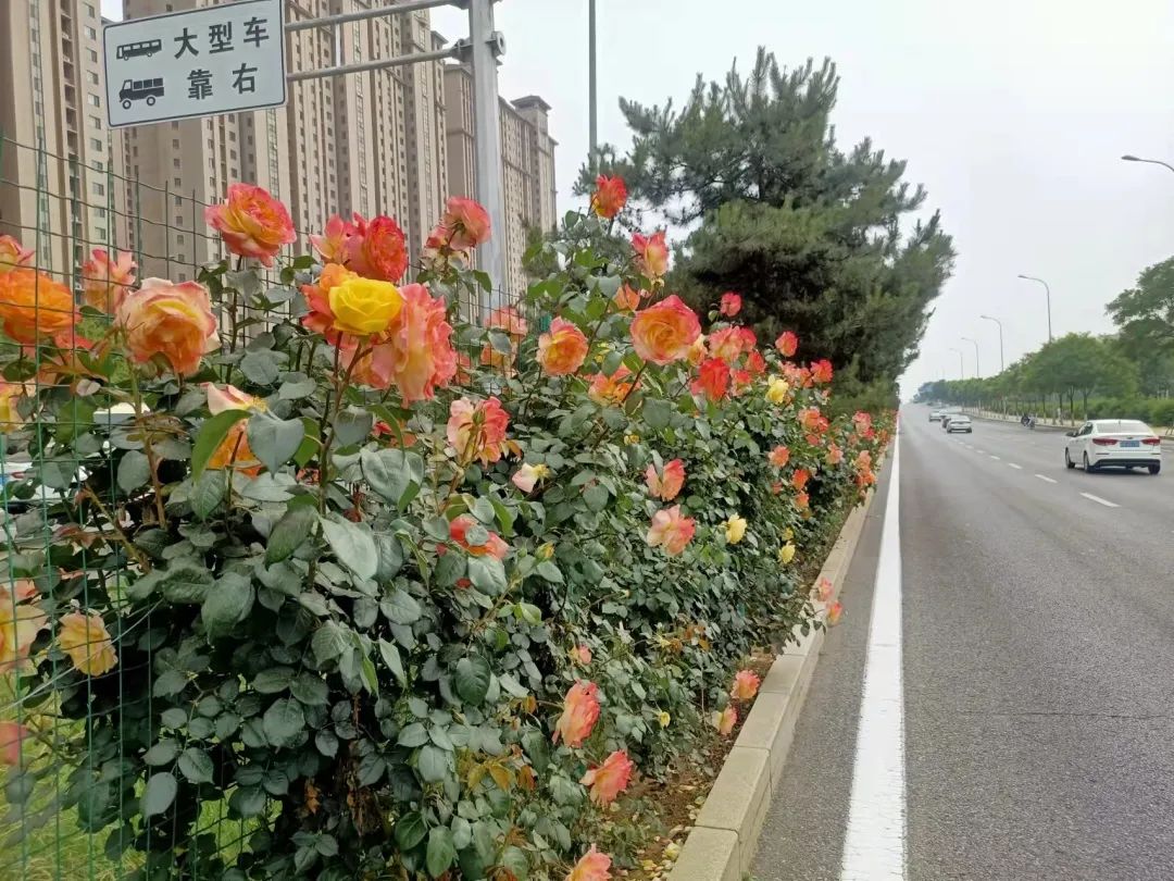 秦皇岛:花开满城 一路生香