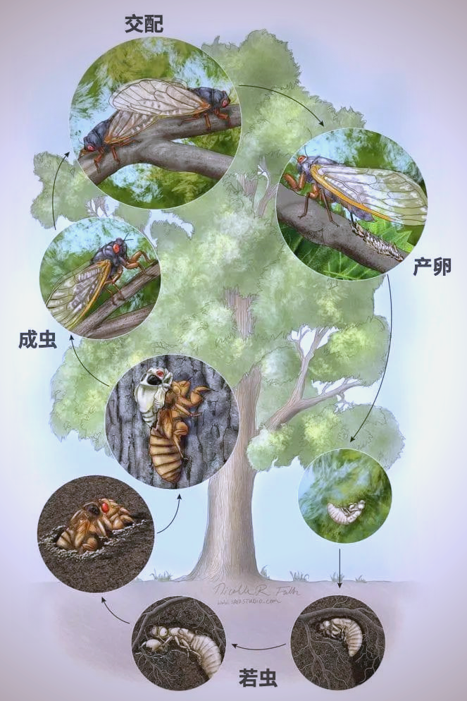 《昆虫记》探秘:夏日音乐家蝉的生命之旅