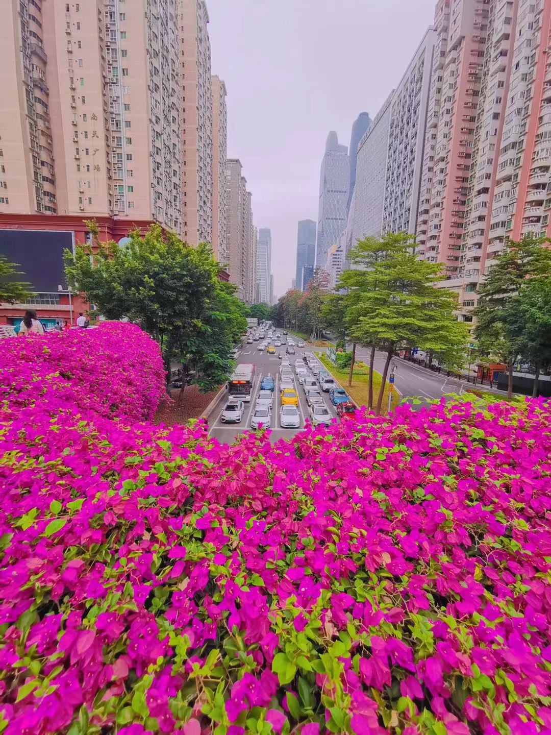 广州的冬天真酷 穿过花海