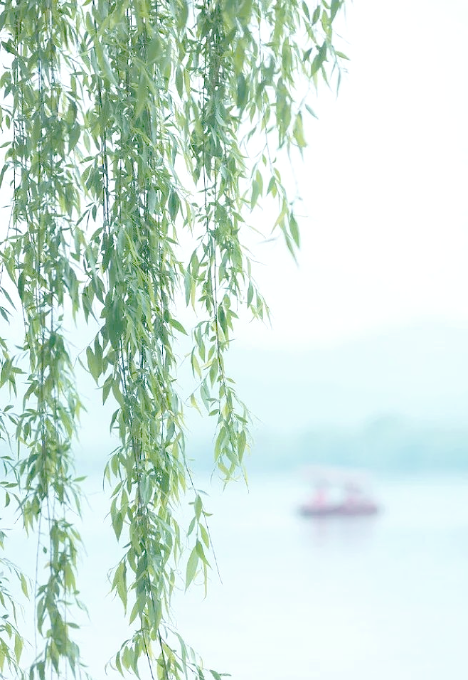 探秘柳叶:从生长到药用,春日里的多彩本草