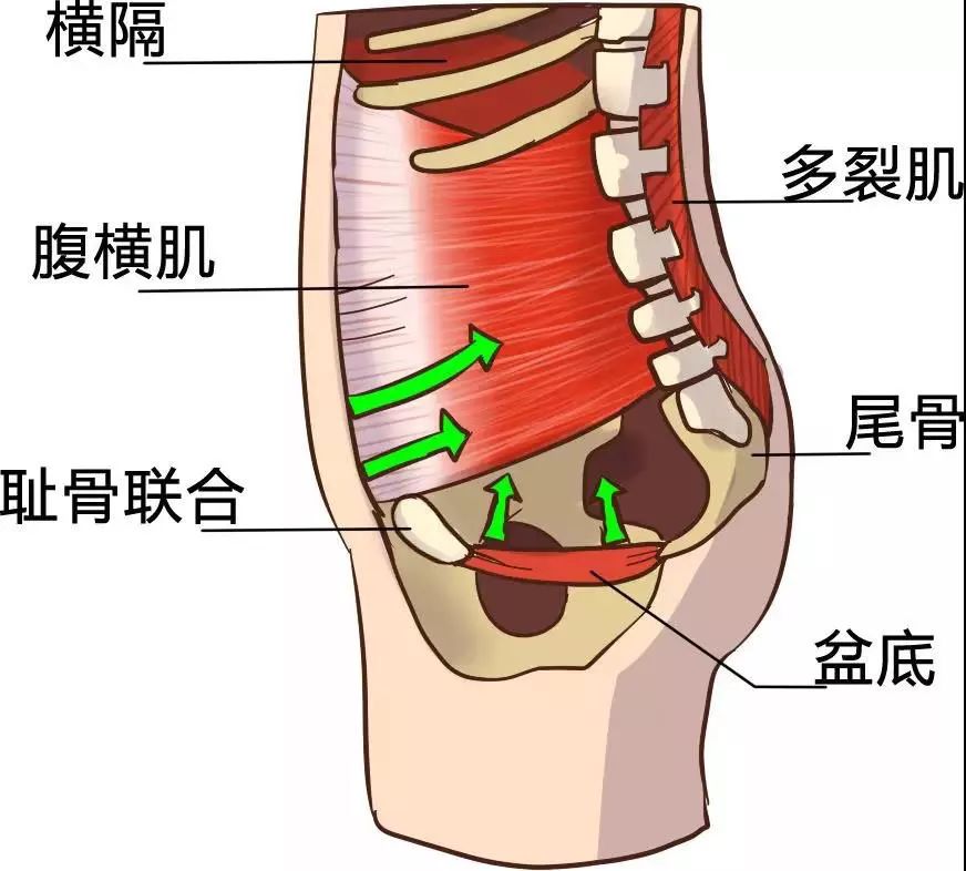 男性盆底肌修复的最佳方法是什么?