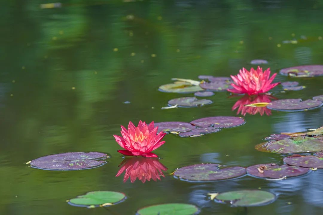 玄武湖公园的双色睡莲,开了!