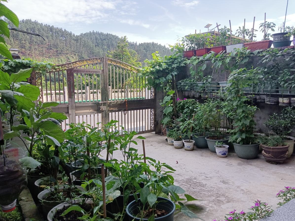 「和美城乡 四大行动」锦屏县茅坪镇:深挖乡村"土特产" 庭院经济助农