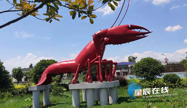 "虾"一盘脱贫致富好棋 望城盘龙岭村"链"上荷花虾