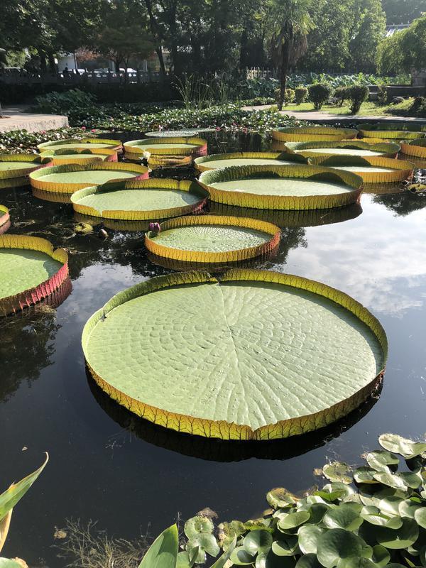 8米!西安植物园"镇园之宝"王莲有望刷新生长记录