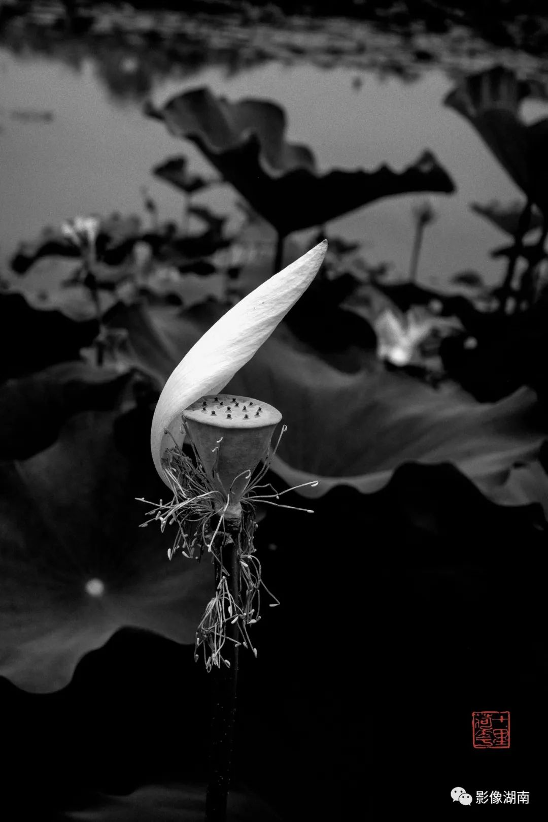 一组高对比黑白荷花图片:微妙的光影,优美的线条,充满质感