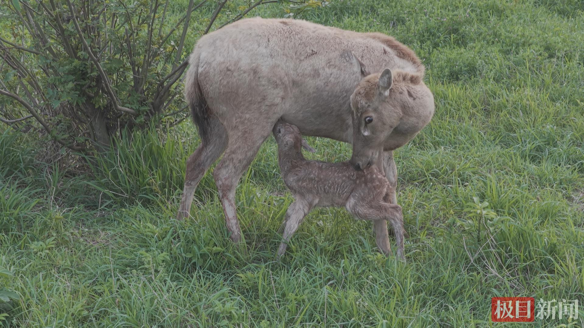 �״��ĵ�����¹���С�����������������ʯ����¹��������˫ϲ���š�