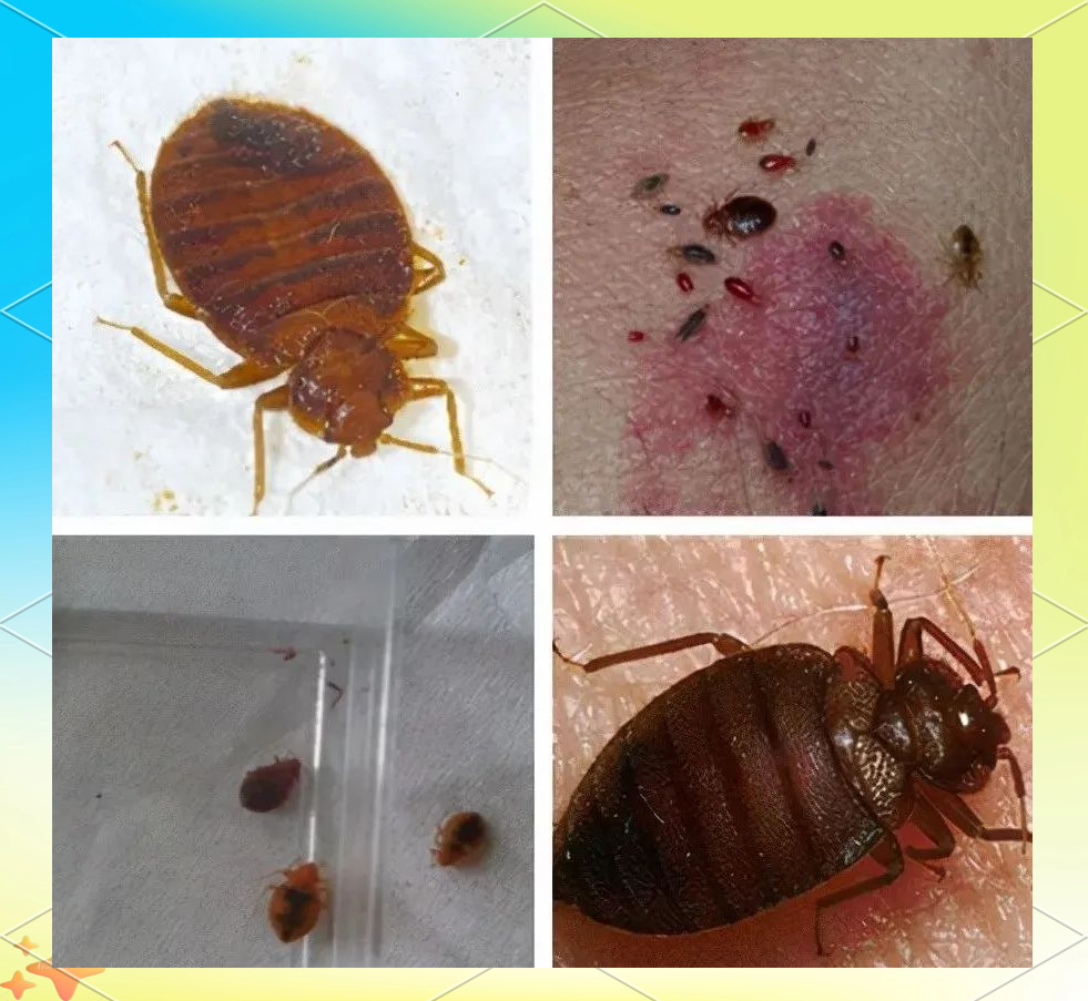 臭虫的危害与消灭方法详解