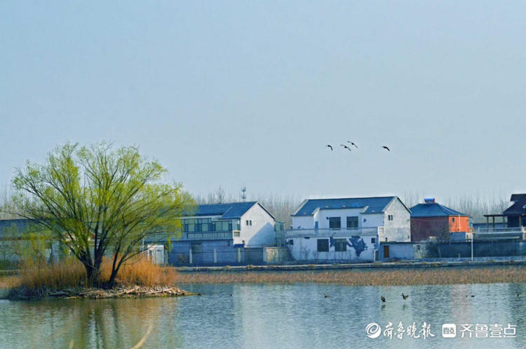 情报站|赏春正适宜!济南美里湖湿地公园如诗如画,令人着迷
