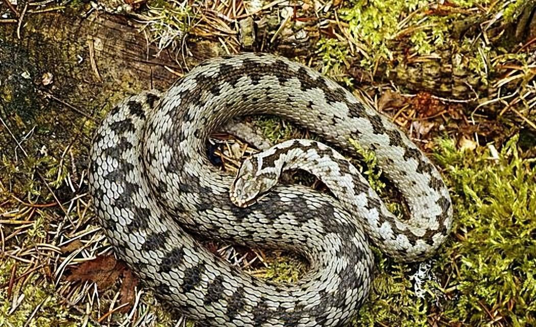 2000年长白山为何遍地毒蛇?20000条蛇路边盘踞,蛇出现与人有关