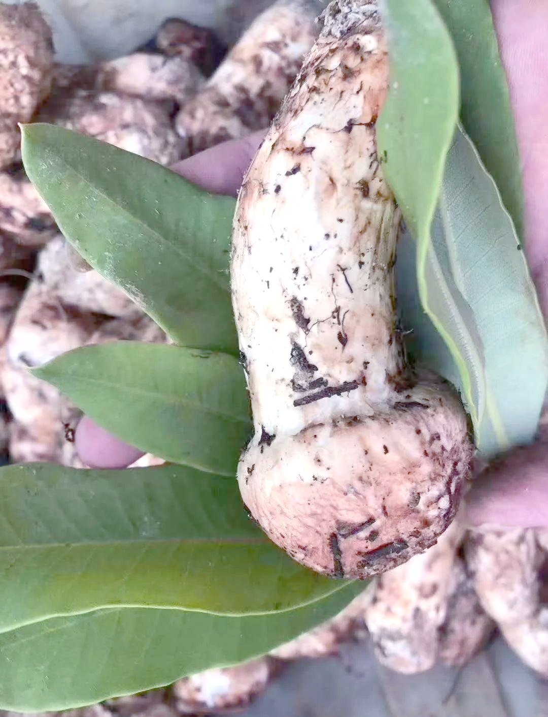 探索林芝松茸的独特魅力与诱人食谱
