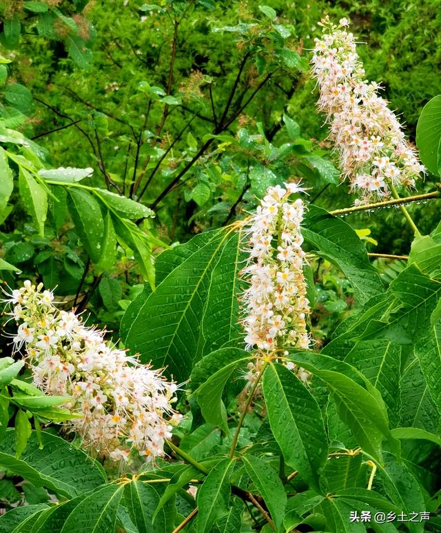佛教圣树娑罗花盛开