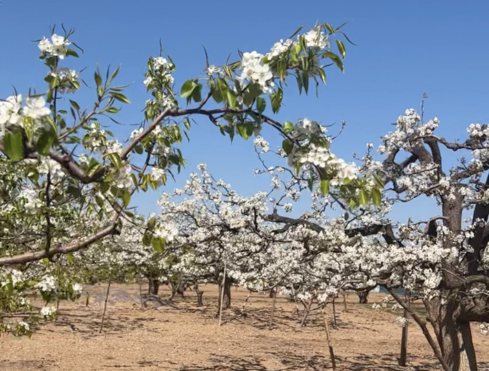 美景与运动结合 大兴区庞各庄镇梨花旅游文化节千人健步走活动举办