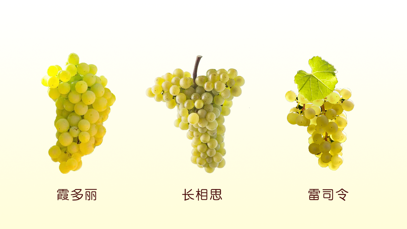 葡萄酒常见的酿造葡萄品种有哪些?