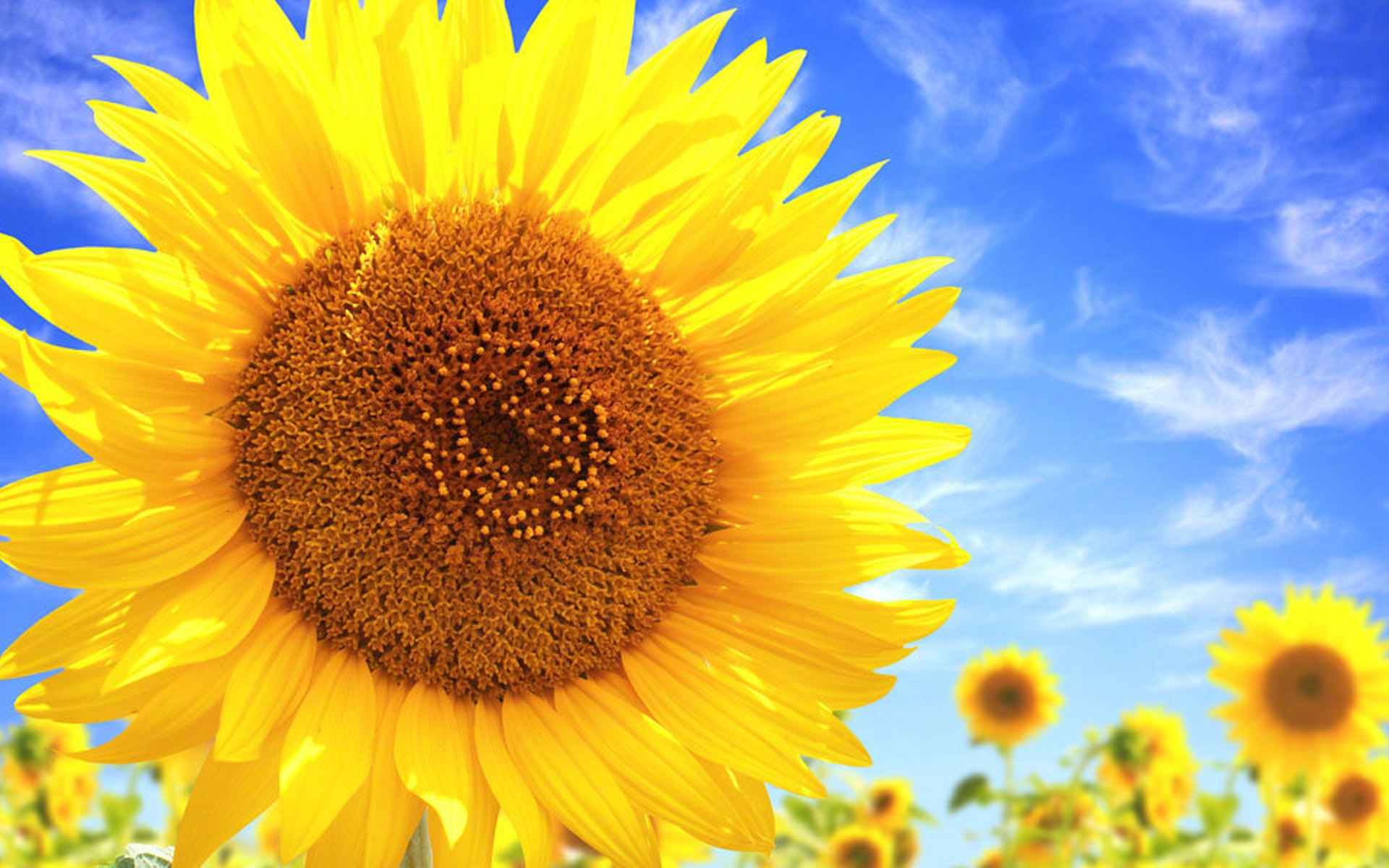 招标公示-滨州市滨城区市东街道办事处郭集居委会房屋拆除服务