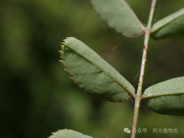 长白蔷薇,小猴脸一个,古灵精怪的