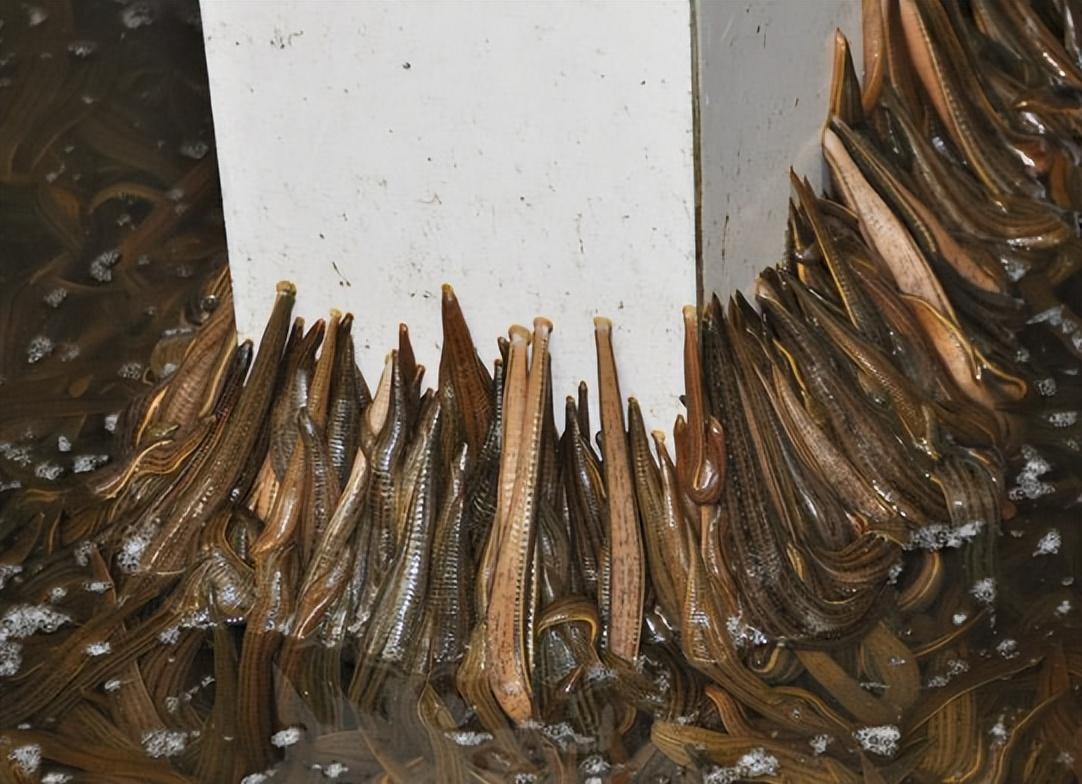 蚂蟥晒干后800元1斤,为什么无人敢养殖?它到底有什么好处?