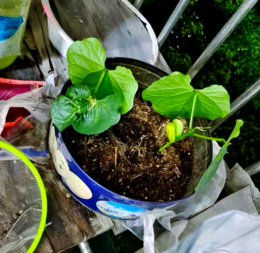 探索魔豆种植的简单步骤与生长变化