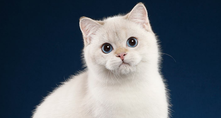 戴孝猫是什么样子的