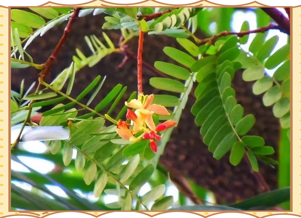 酸角树:十年生长,十年开花,终得美味果实