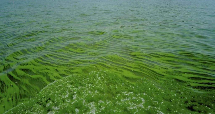 水体富营养化治理措施