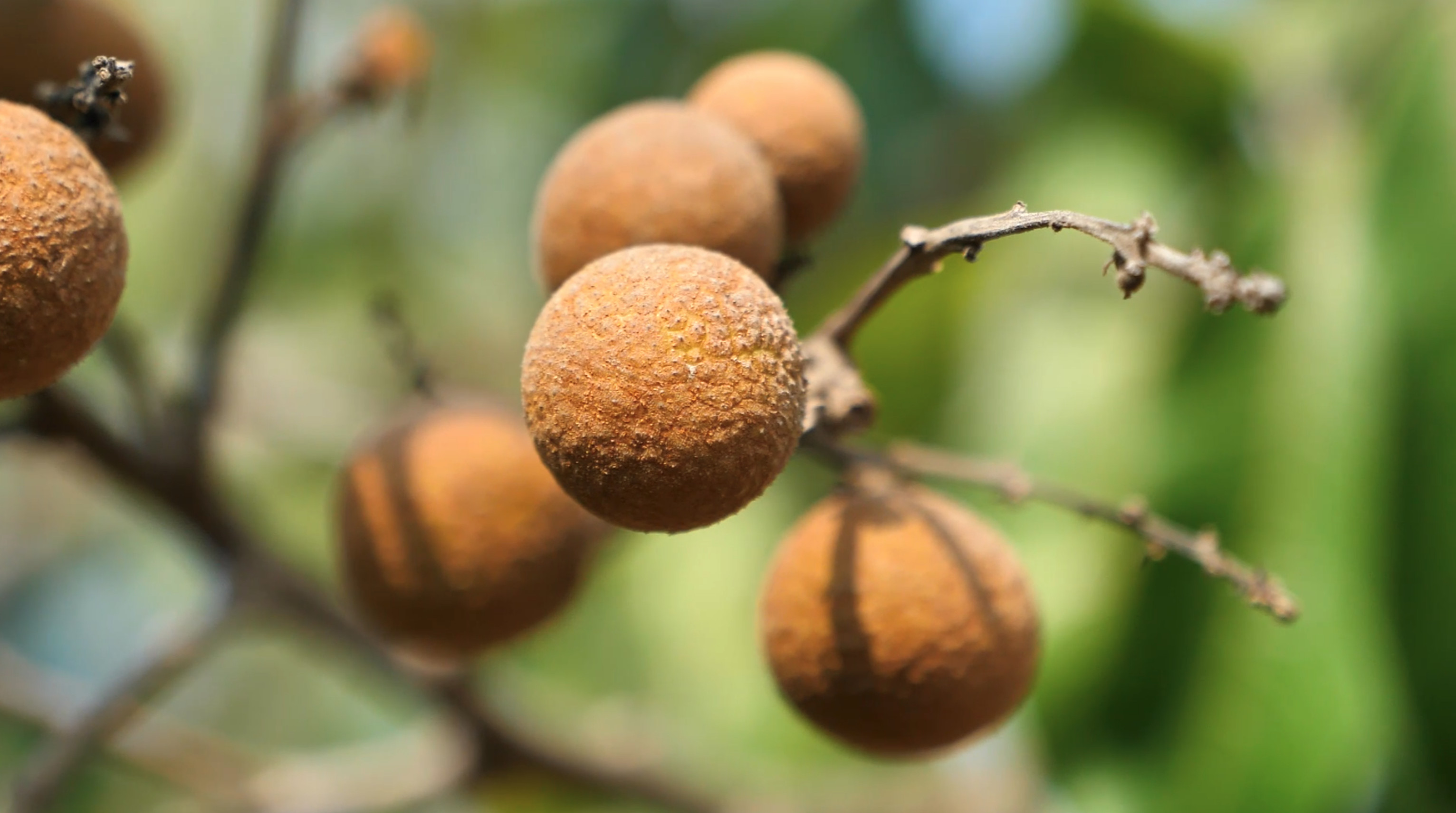 福州举办长乐青山龙眼文化节