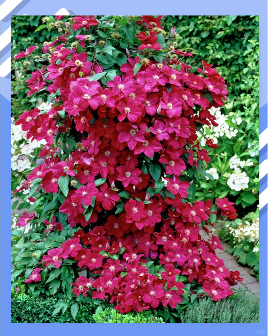 探索铁线莲世界:众多红色与紫色品种等你来欣赏