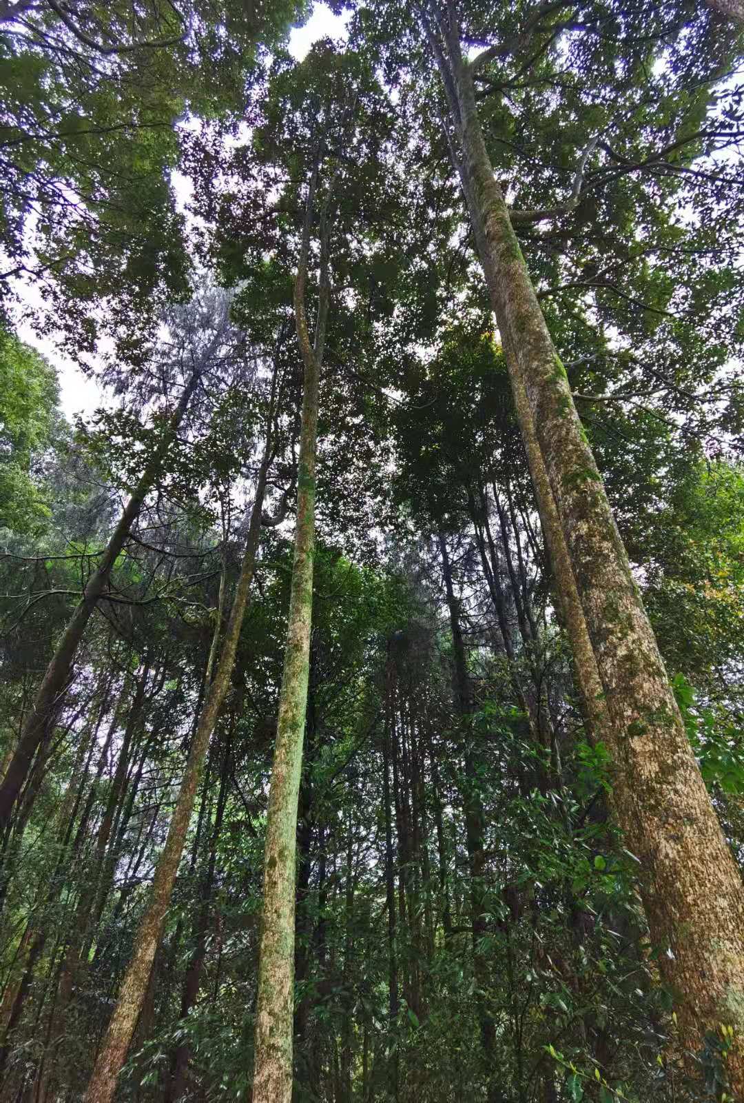 土家祖孙三代接力,守护湖北最大金丝楠林