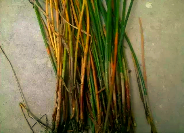 马蹄高品质种植全攻略:从栽培到病虫害防治