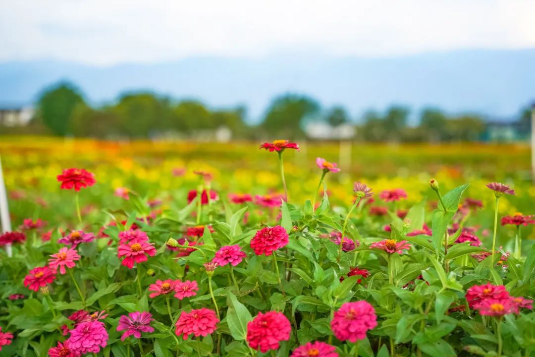 富川花海图片