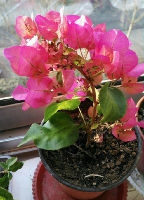 三角梅 - 热门商品专区